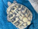 Hermanns : Male approx 15/20 years old (Tobias)
